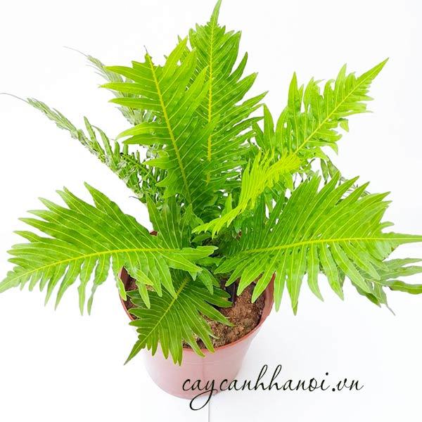 Nhiệt độ phù hợp với cây dương xỉ khổng tước