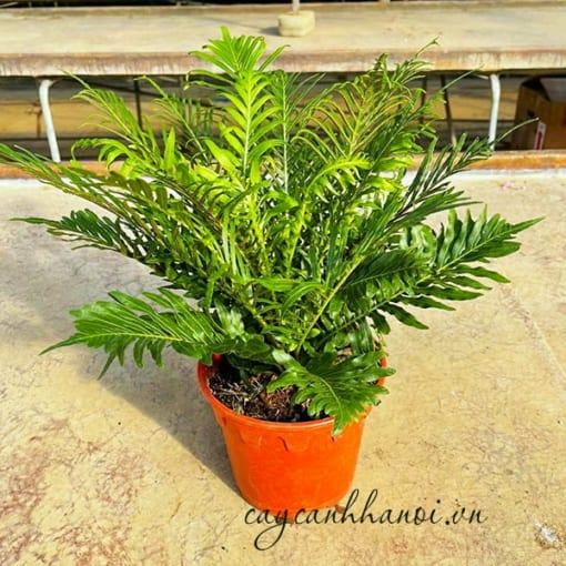 Nhu cầu ánh sáng của cây dương xỉ khổng tước