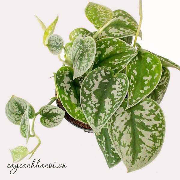 Nhu cầu nước tưới của cây trầu bà lụa