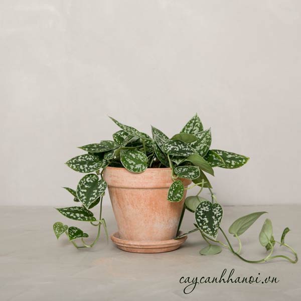 Phân bón phù hợp với cây trầu bà