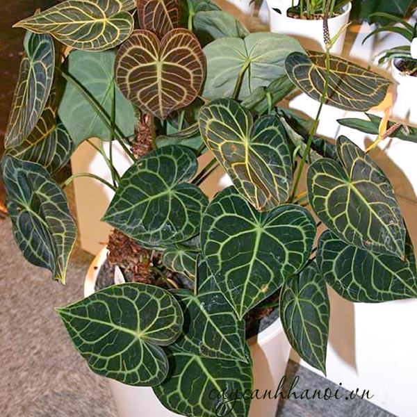 Thay chậu cho cây Anthurium Clarinervium