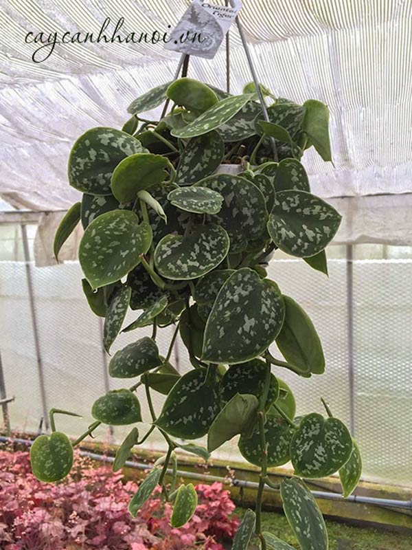 Trầu bà Scindapsus Pictus Argyraeus