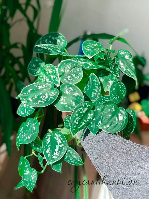 Chậu trầu bà lụa mang đến may mắn