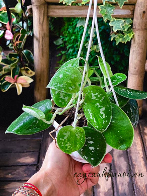 Trầu bà lụa trồng chậu treo
