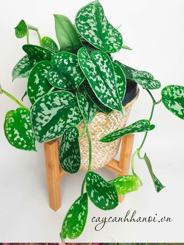Trầu bà lụa trồng nội thất