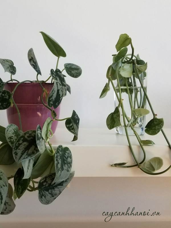Trầu bà lụa trồng thủy canh