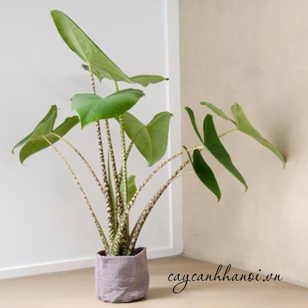 Vệ sinh lá cho cây môn ngựa vằn