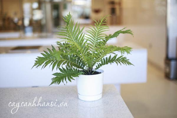 Vệ sinh lá cho cây dương xỉ hạnh phúc