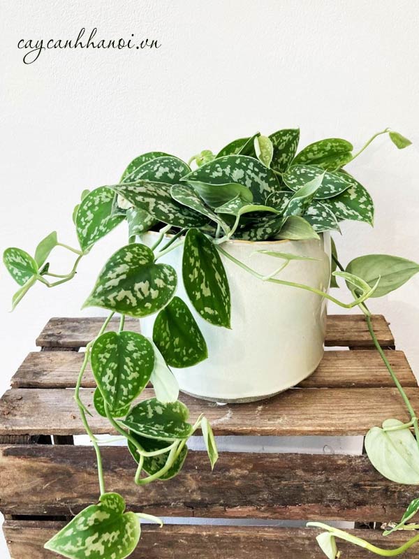 Vị trí đặt cây trầu bà phù hợp