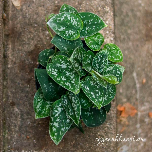 Ý nghĩa của trầu bà lụa