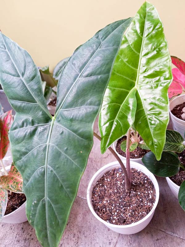 Alocasia Longiloba là cây kiểng lá đẹp