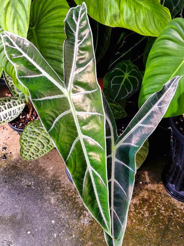 Alocasia longiloba Magnifica cây ráy lá dài giống mới