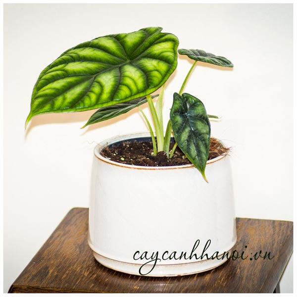 Cây Alocasia baginda 'Dragon Scale' trồng chậu sứ