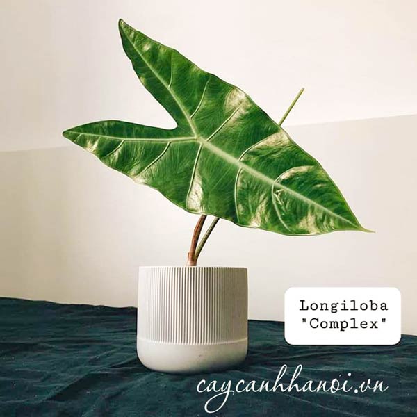 Cây Alocasia Longiloba trồng chậu để bàn