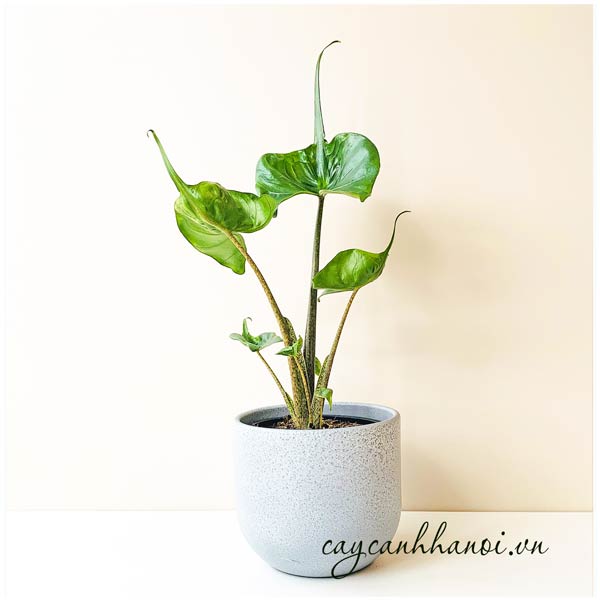 Cây môn Alocasia Macrorrhiza Stingray