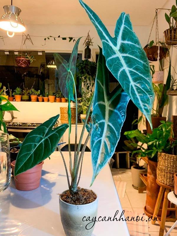 Cây ráy lá dài trồng chậu đá mài