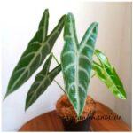 Cây ráy mũi tên lá dài Alocasia Longiloba