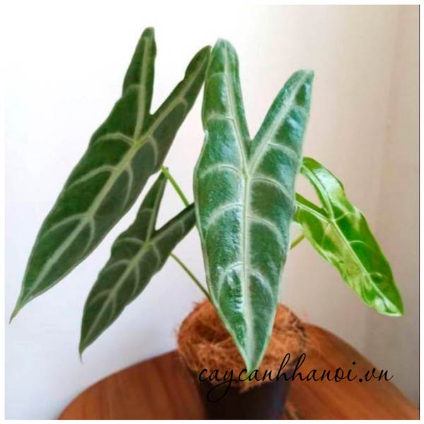 Cây ráy mũi tên lá dài Alocasia Longiloba