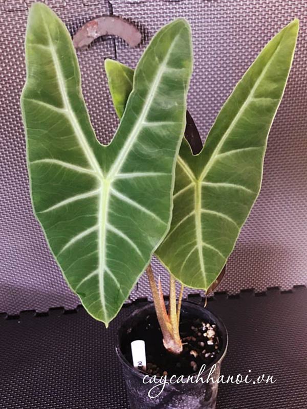 Đặc điểm lá cây ráy lá dài Alocasia longiloba