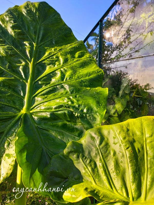 Đặc điểm lá cây Alocasia macrorrhiza Giant Taro
