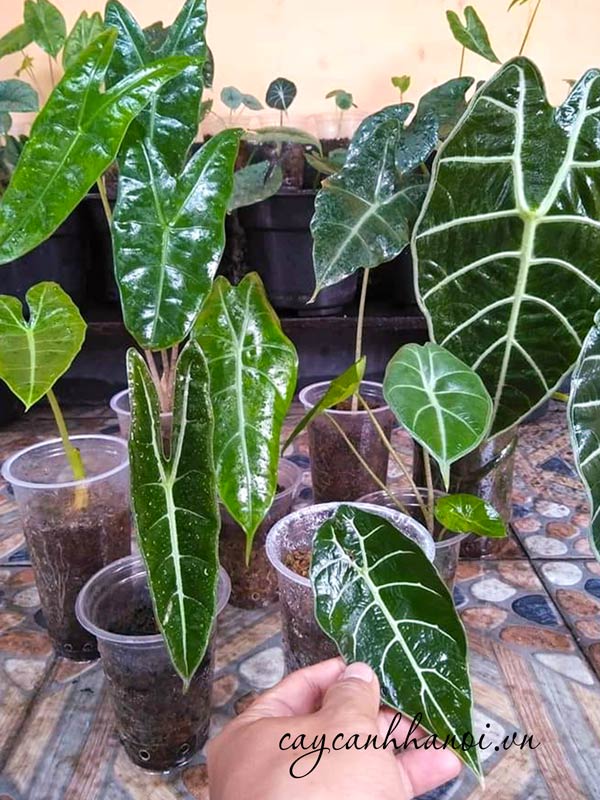 Đất trồng phù hợp với cây môn lá dài