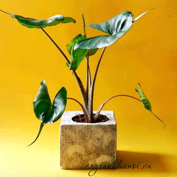 Nhu cầu dinh dưỡng phù hợp với cây môn cá đuối