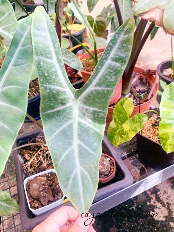 Nhu cầu dinh dưỡng của cây môn lá dài
