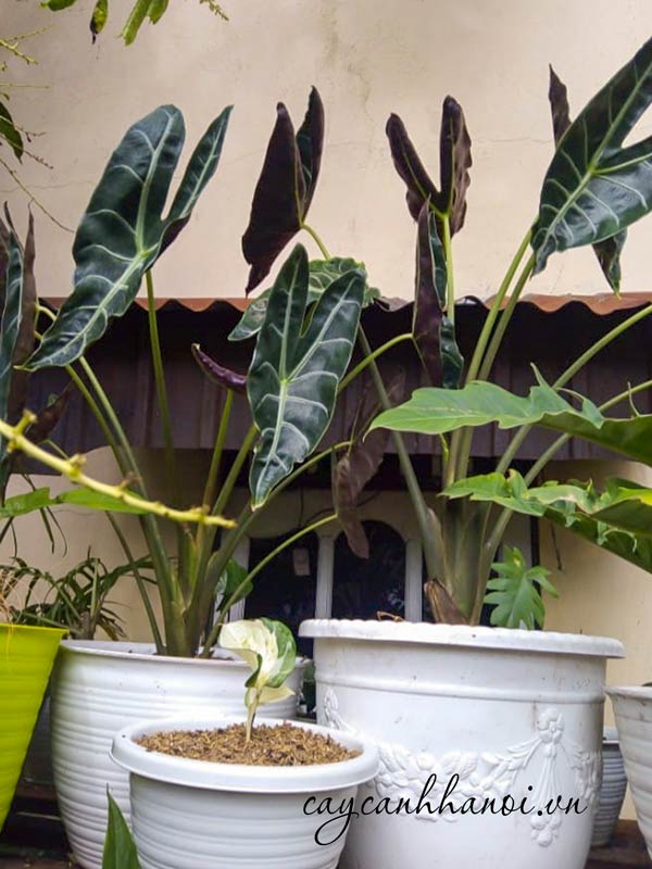 Những vị trí đặt cây môn lá dài mũi tên