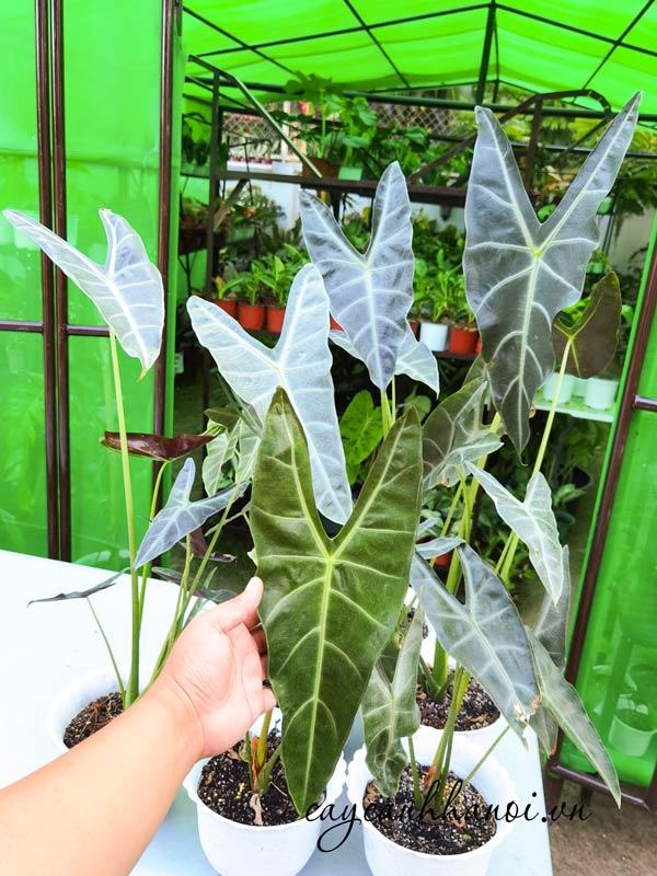 Nơi bán cây ráy lá dài tại Hà Nội