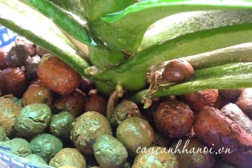 Viên đất nung Keramzit sử dụng để trồng lan