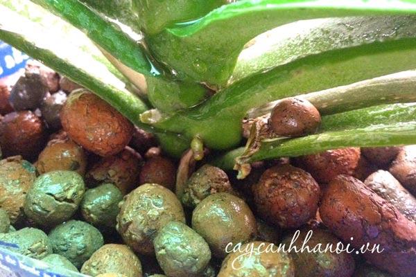 Viên đất nung Keramzit sử dụng để trồng lan