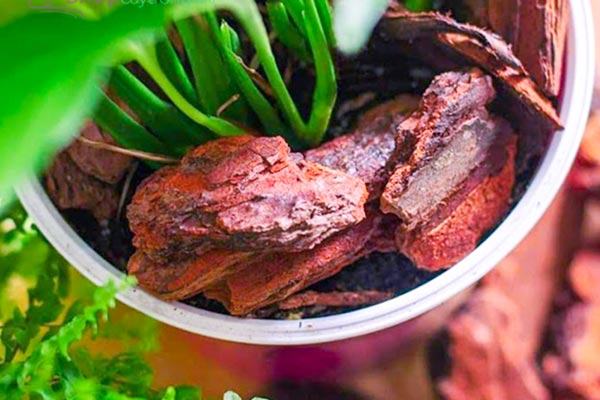 Vỏ thông Habitat chống sâu bênh nấm mốc