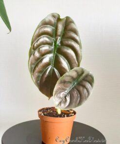 Cây Alocasia Cuprea Red Secret là cây ưa ẩm