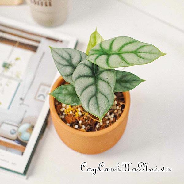 Cây rồng bạc dùng để decor quán cà phê đẹp