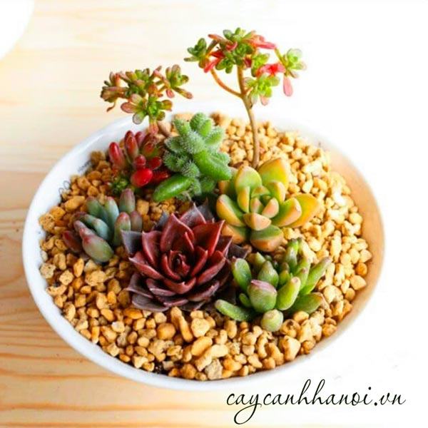 Đá Maifan có khả năng giữ màu sen đá