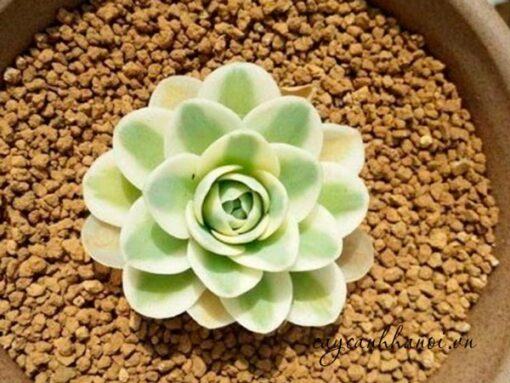 Đất sét nung có khả năng thoát nước tốt thích hợp trồng sen đá