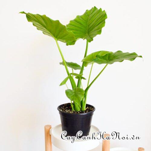 Alocasia odora