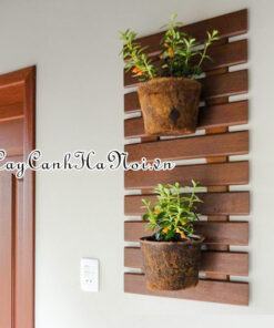 Cây cá vàng trồng chậu áp tường