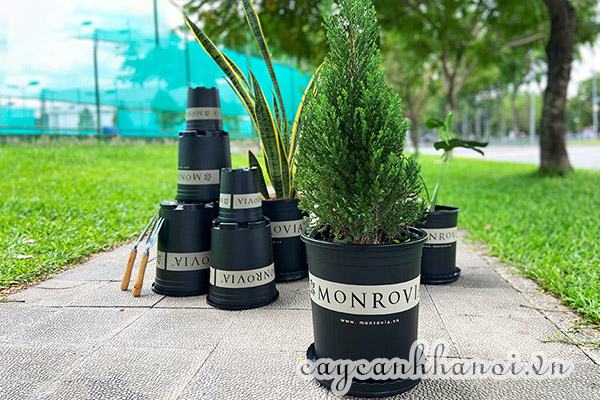 Cây sơn tùng trồng chậu nhựa Monrovia