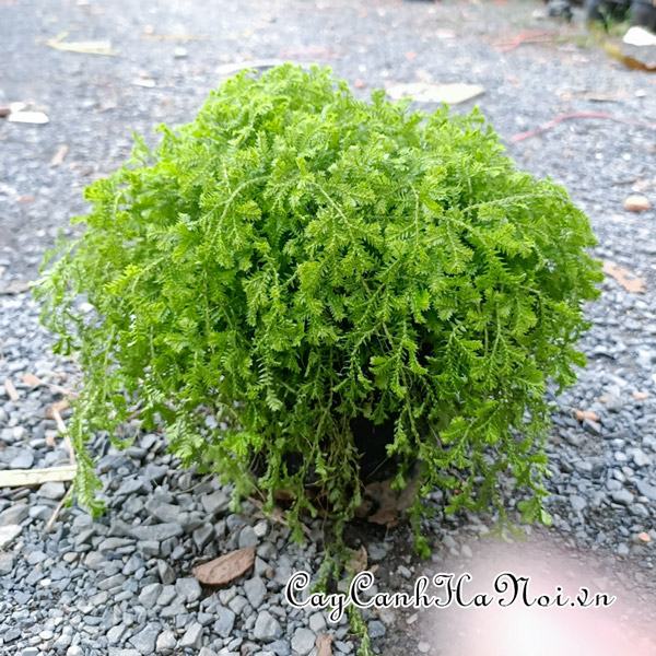 Cây rêu san hồ trang trí tiểu cảnh