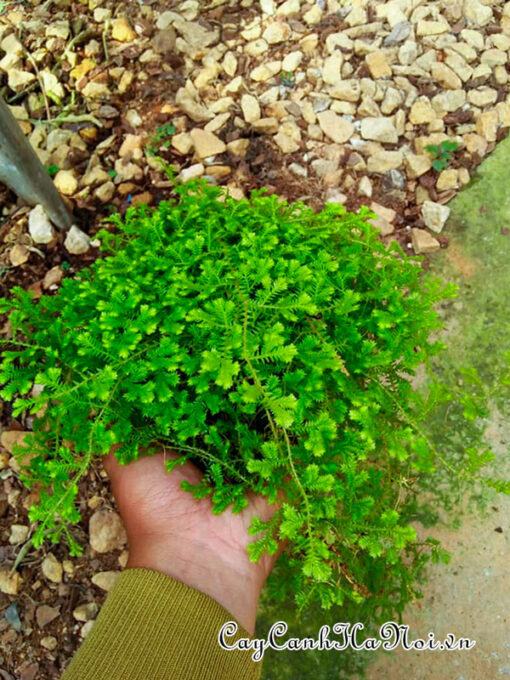 Cây rêu san hô có khả năng lọc không khí