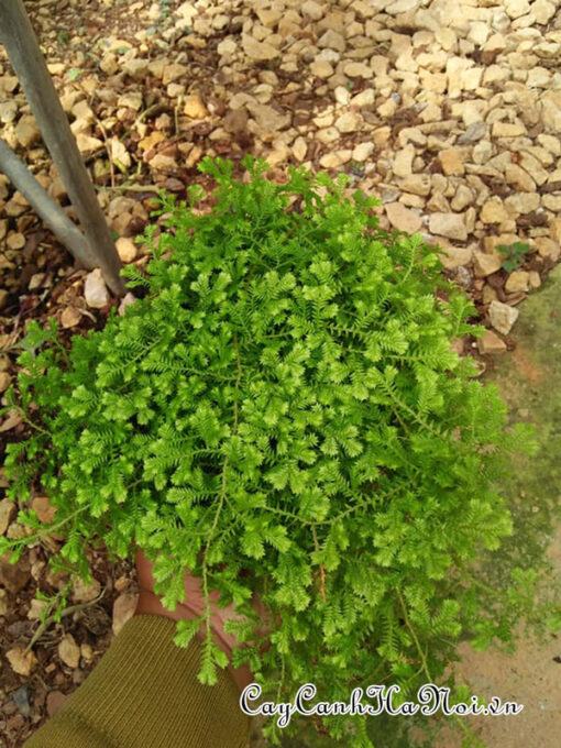 Địa điểm bán cây tùng rêu san hô đẹp tại Hà Nội