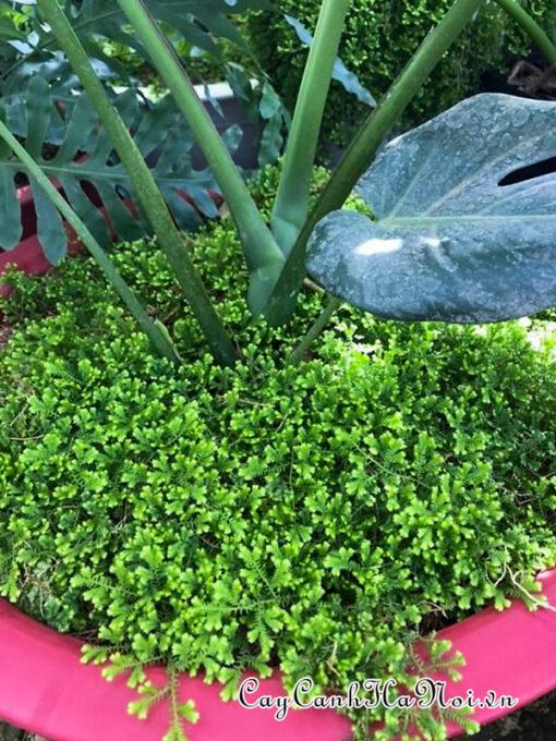 Cây rêu san hô trồng phủ nền