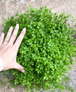 Trồng và chăm sóc cây rêu san hô