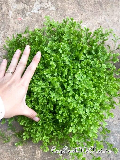Trồng và chăm sóc cây rêu san hô