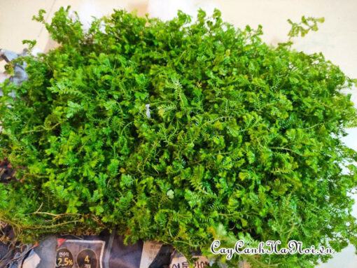 Cách chăm sóc cây rêu san hô sinh trưởng tốt