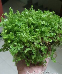 Nơi bán cây rêu san hô đẹp chất lượng