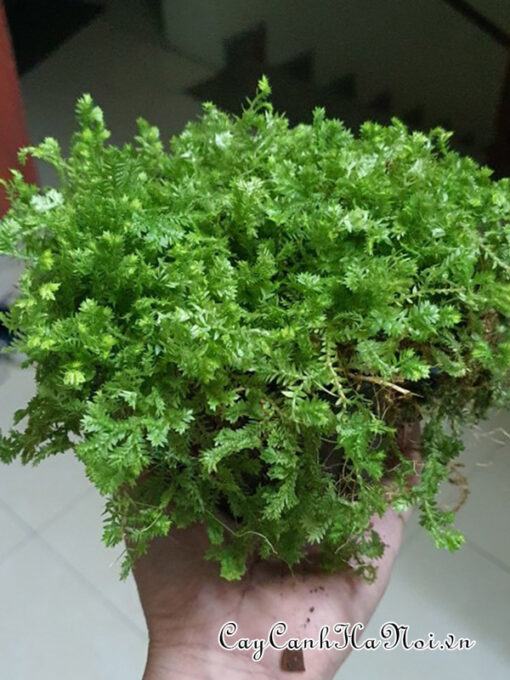 Nơi bán cây rêu san hô đẹp chất lượng