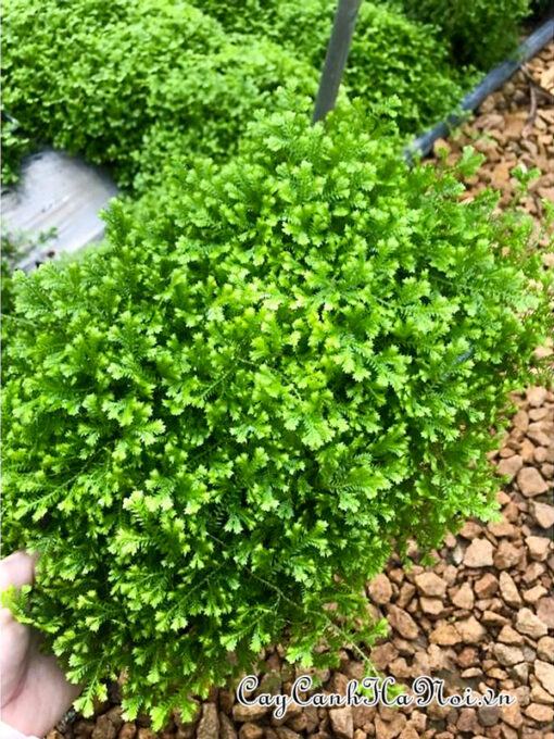 Nơi bán cây rêu san hô trang trí đẹp