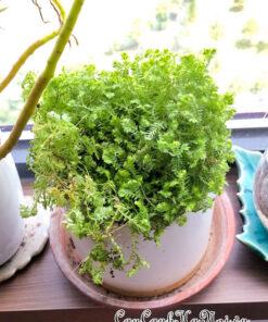 Cây rêu san hô trồng chậu để bàn đẹp